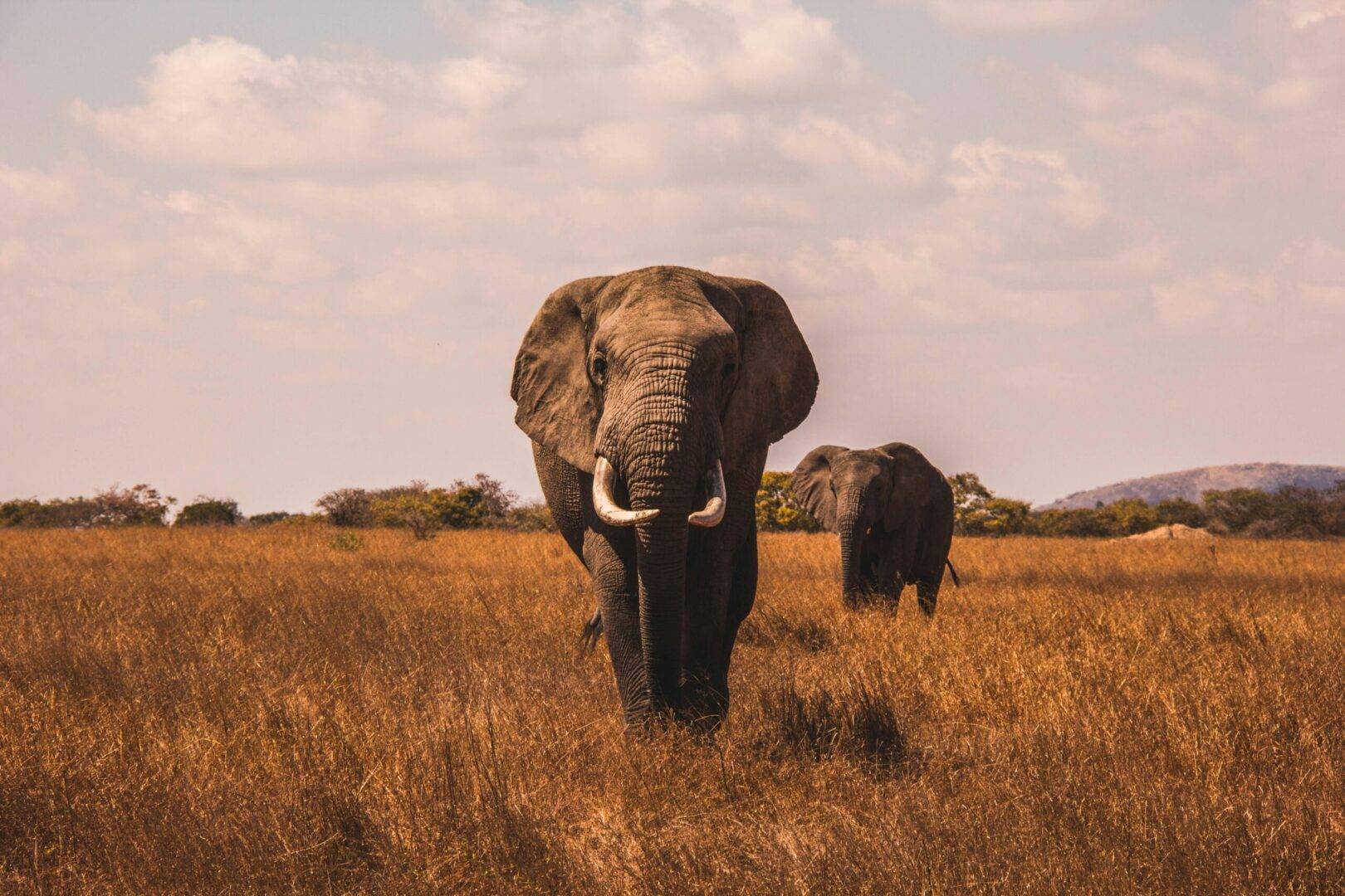 Victoria Falls