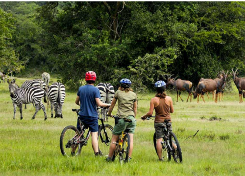 3 days Grate Lake Mburo safari