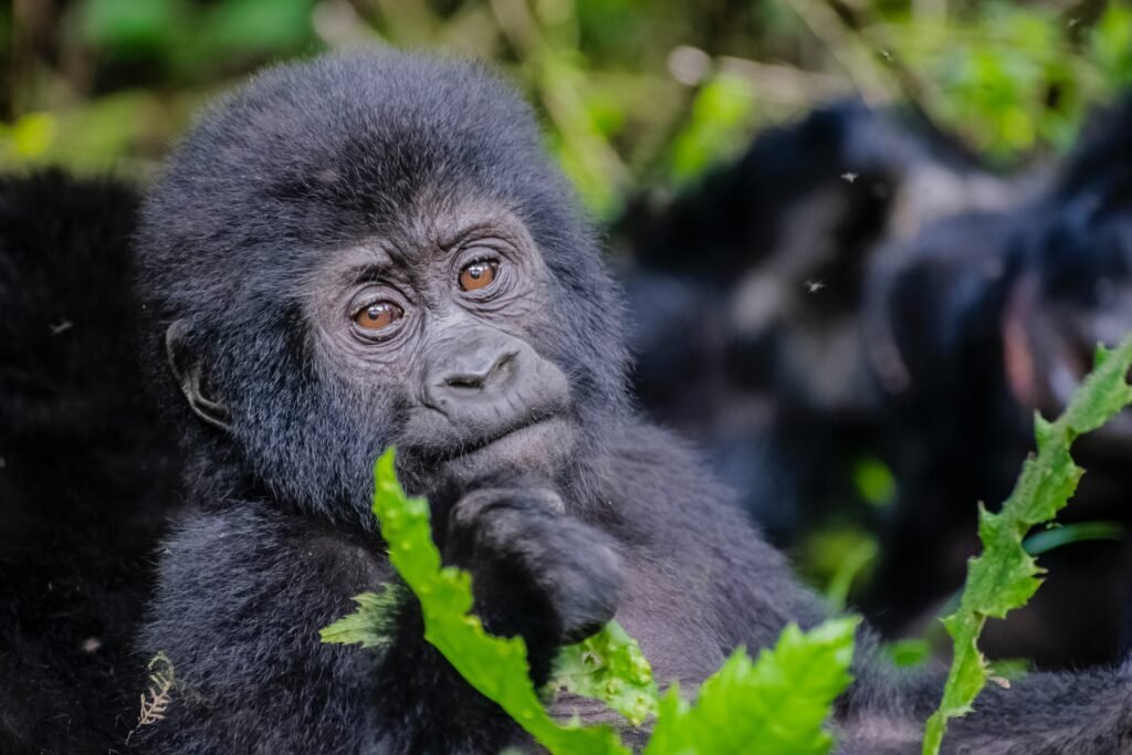 5 Days Dubai and Gorilla Trekking Safari