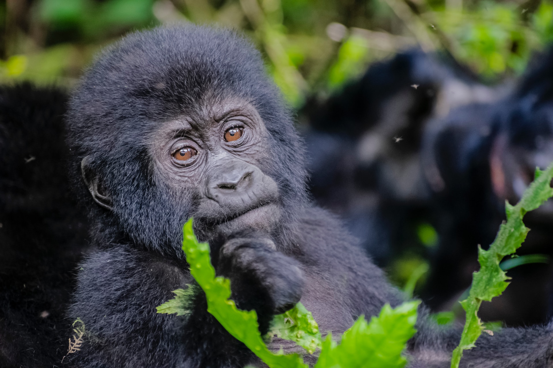 3 Days Last Minute Uganda Gorilla Trekking Safari