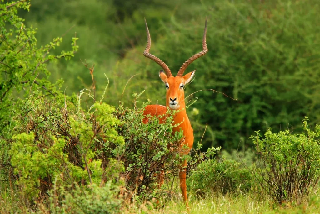 1-Day Arabuko-Sokoke Forest
