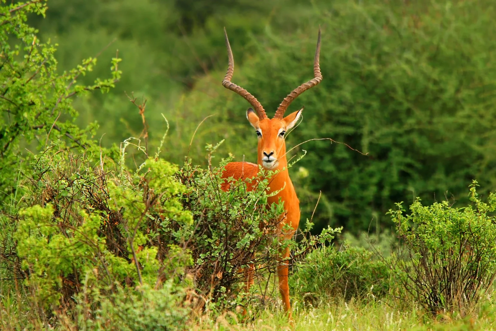 1-Day Arabuko-Sokoke Forest
