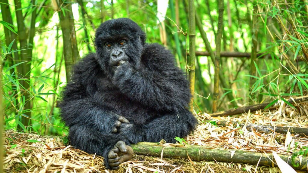 3-Day Rwanda Gorilla and Golden Monkey Trekking