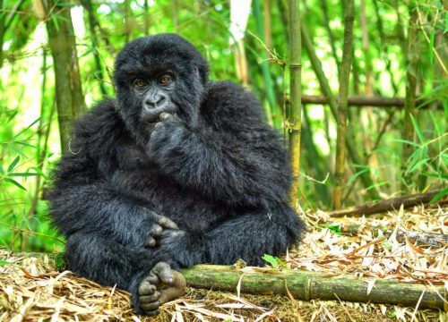 3-Day Rwanda Gorilla and Golden Monkey Trekking