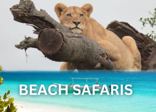 22 days Tanzania wildlife and Zanzibar holiday