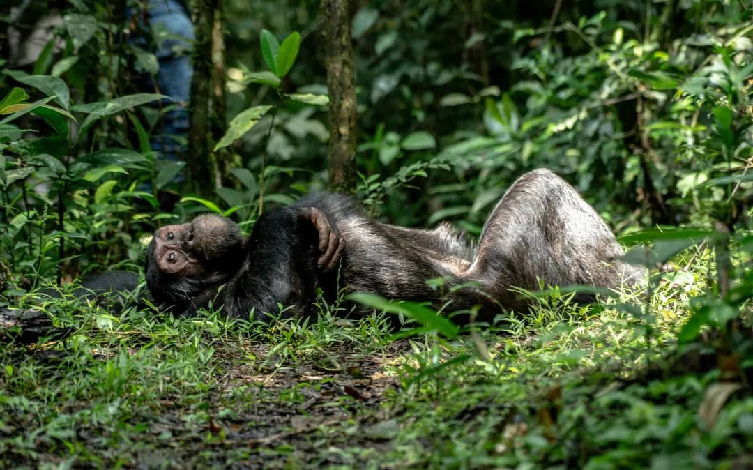 5 Days Gorillas and Chimpanzee Nyungwe Forest