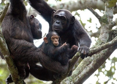 6-Day Rwanda Chimpanzee Trekking and Wildlife Safari