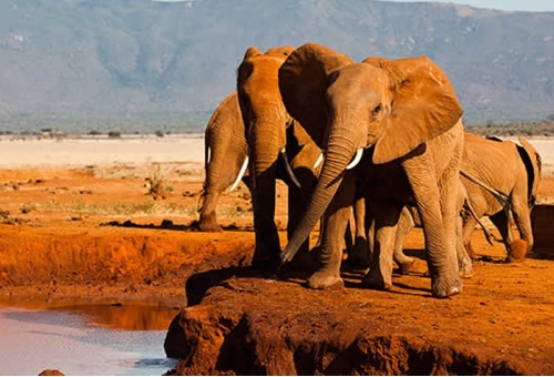 New 3-Day Amboseli -Tsavo East -Mombasa Midrange Safari