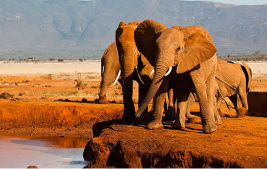 New 3-Day Amboseli -Tsavo East -Mombasa Midrange Safari