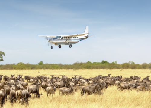 6-Day Drive & Fly Back Safari Serengeti