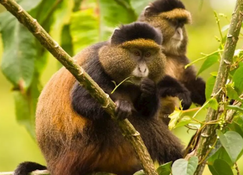 1 Day Rwanda Golden Monkey Trekking Volcanoes NP Trip