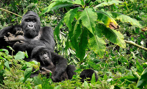 2 Day Uganda Gorilla Trekking Safari From Rwanda