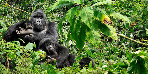 6 Days Gorilla Trekking in Congo