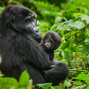 4 Days Bwindi Gorillas Lake Mburo and Lake Bunyonyi