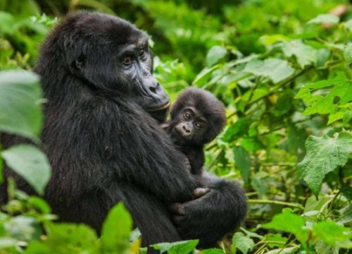 Encountering The Majestic Mountain Gorillas in Uganda