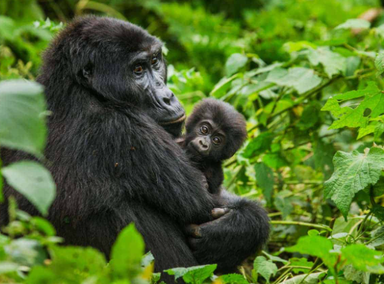 6 Day Budget African Safari With Gorilla Trekking