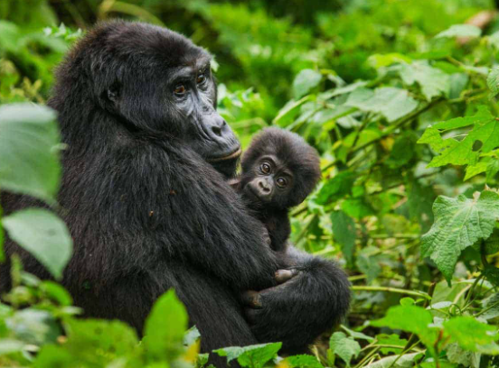 6 Days Gorilla Tracking in Bwindi Impenetrable National Park – Best Of Uganda Safari