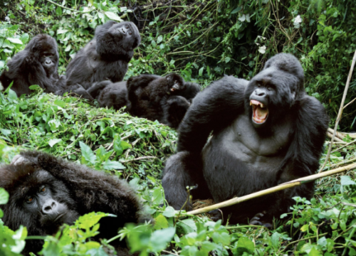 Gorilla Trekking in Bwindi Impenetrable National Park 2024-2025 With Nextgen Safaris.