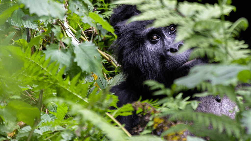 Gorilla Trekking in Bwindi
