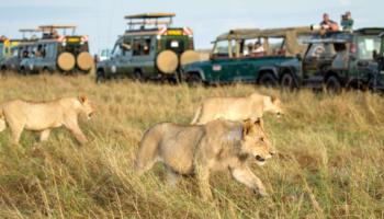 3-Day Masai Mara Shared Budget Safari Tour 2024 -2025