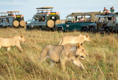 3-Day Masai Mara Shared Budget Safari Tour 2024 -2025