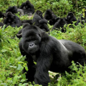 Gorilla Trekking in Rwanda