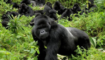 3-Day Rwanda Gorilla and Golden Monkey Trekking