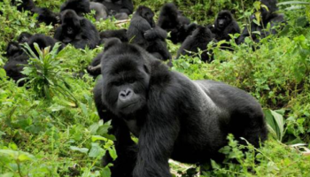 4-Day Uganda Gorilla Trekking Safari