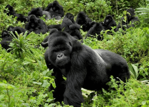 The Best Guide to Gorilla Trekking In Africa