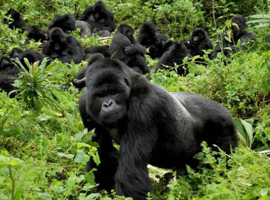 Gorilla Trekking in Rwanda