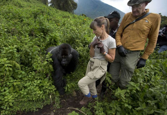 meaning of gorilla trekking