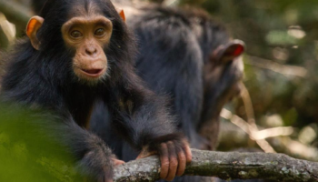 10-day Uganda Gorilla Chimpanzee and Wildlife Safari