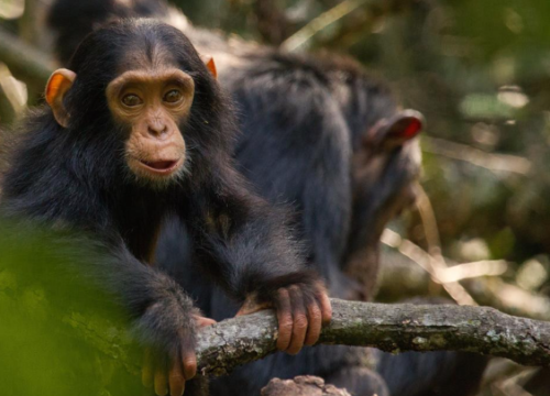 10-day Uganda Gorilla Chimpanzee and Wildlife Safari