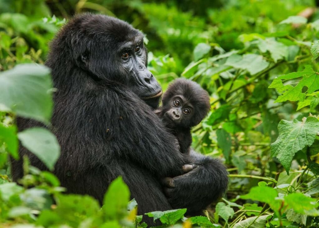 4-Day Chimpanzee and Gorilla Safari Uganda