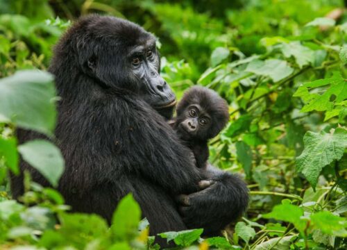 4-Day Chimpanzee and Gorilla Safari Uganda