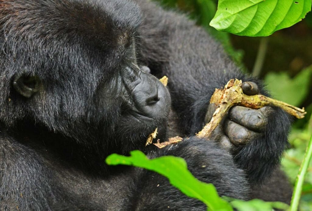 4 Days Uganda Gorilla Trekking Safari