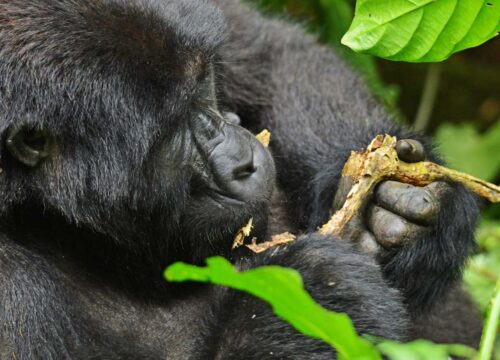 4-Day Uganda Gorilla Trekking Safari