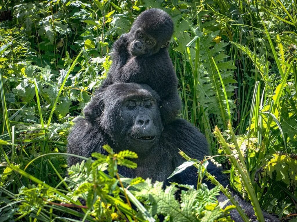 3 Days Gorilla Trekking in Bwindi National Park