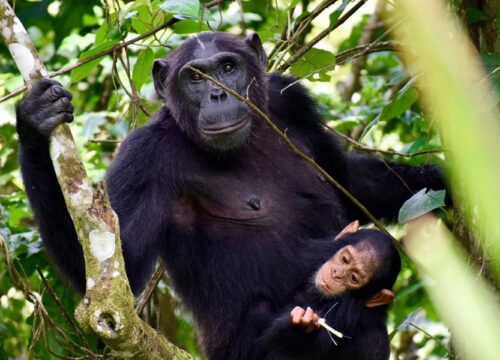 Kibale National Park Uganda