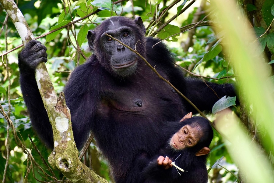 Gorilla and Chimpanzee Trekking