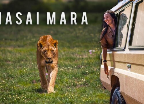 Safe Countries to Travel to in Africa for a Safari