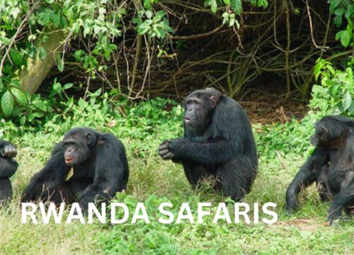 12-Days great Rwanda Safari