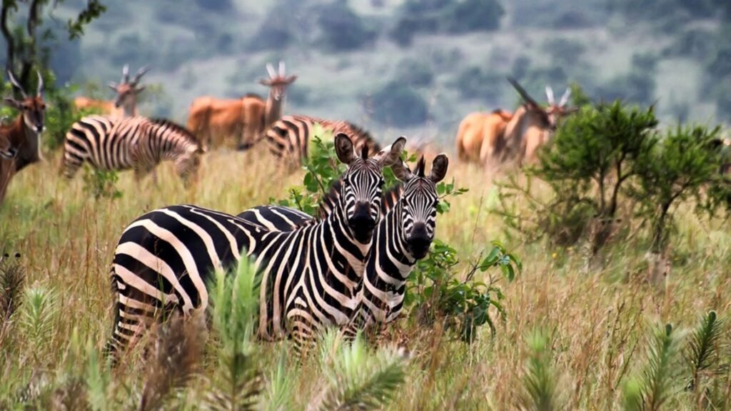 11-Day Tailor-Made Holiday in Rwanda and Uganda