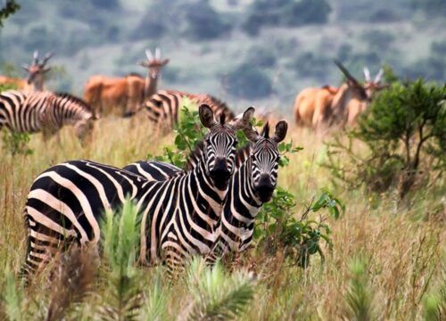 11-Day Tailor-Made Holiday in Rwanda and Uganda