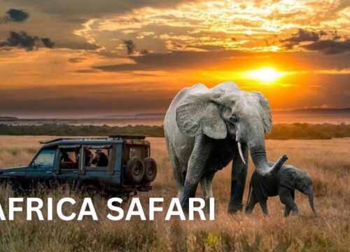 14-Day Safari in Africa- Custom Tour in Rwanda and Uganda