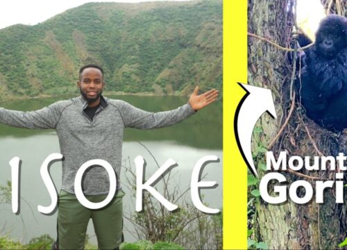 7-Day Gorilla & Bisoke Volcano Hiking