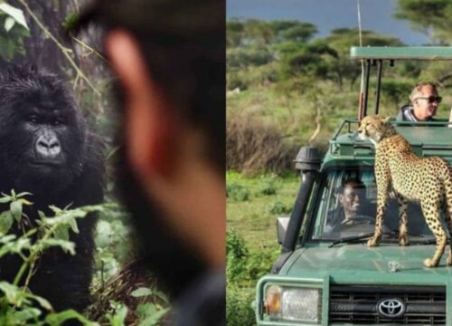 3-Day Fly-in Uganda Gorillas via Masai Mara