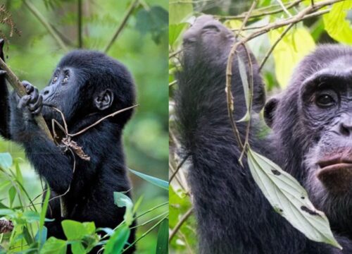 10-day Uganda Gorilla Chimpanzee and Wildlife Safari