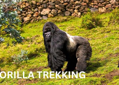 3-Days Mid-Range Rwanda Gorilla trekking Safari