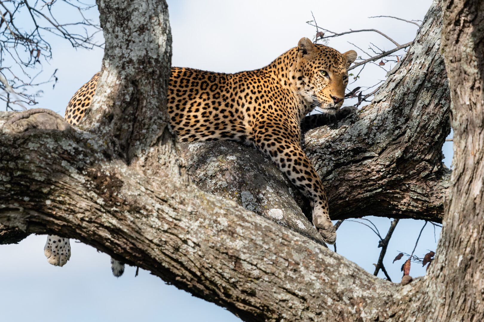 12 Days Great Migration Safaris in Serengeti National Park Photography